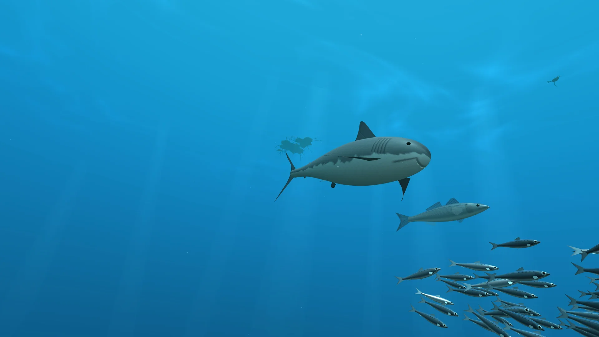 MIDCHAIN: a sea bass between a great white shark and a school of smaller fish