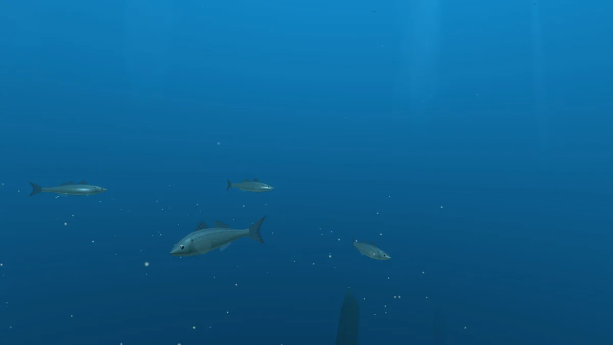 Sea bass gathering at the end of MIDCHAIN’s life cycle